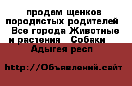 продам щенков породистых родителей - Все города Животные и растения » Собаки   . Адыгея респ.